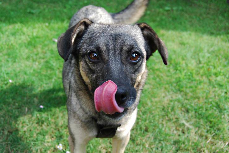 Il cane lecca il pavimento
