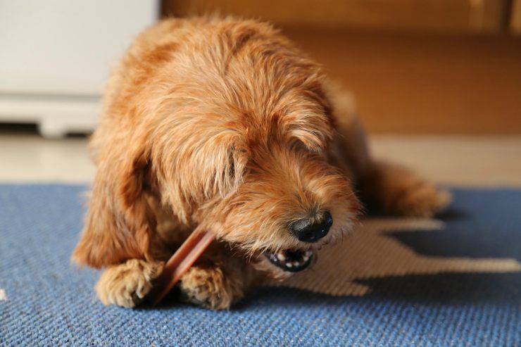 Il cane ha perso i denti