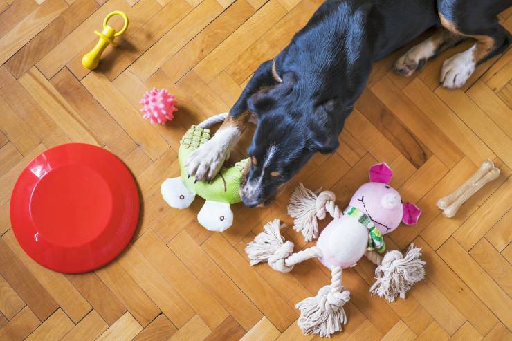 Togliere oggetti dalla bocca del cane