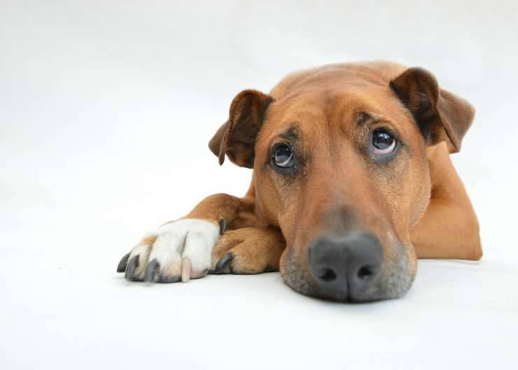 Cane con il broncio (Foto Pixabay)