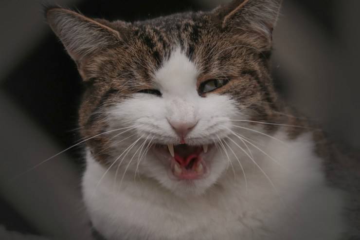 Il gatto ha perso i denti