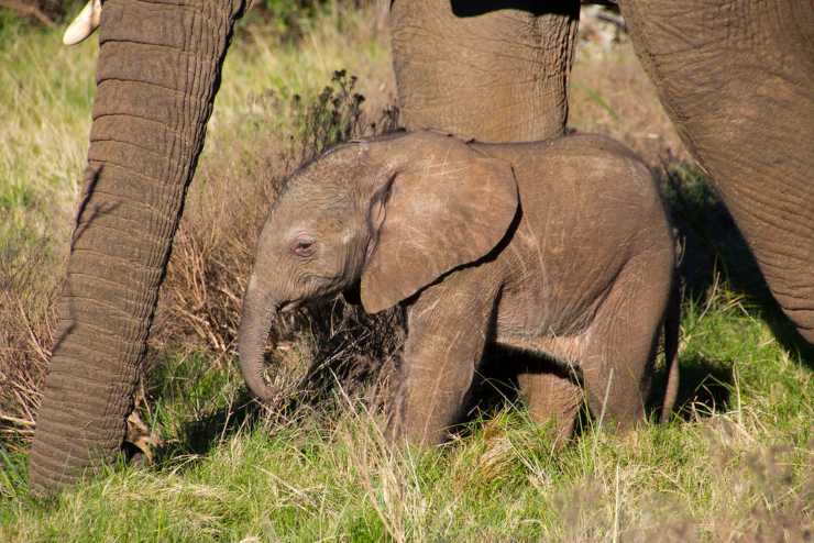 elefante flickr