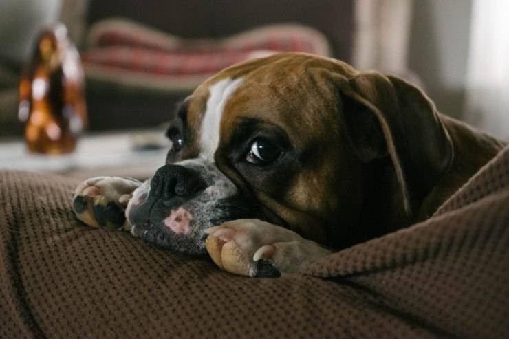 Un trauma nel cane può influire sulla sua personalità e comportamento