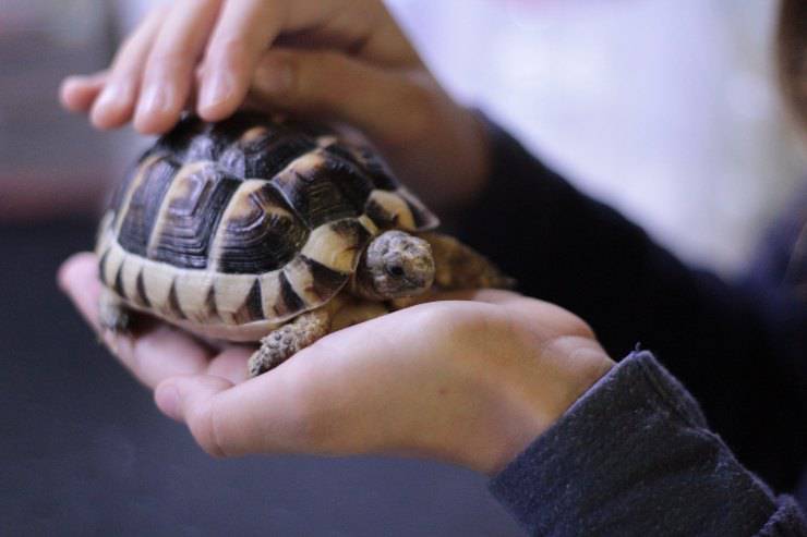 Turtle Day