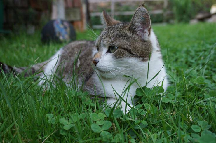 gatto da interno all'esterno