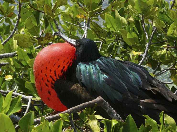 fregata magnifica galapagos