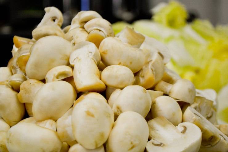 Il gatto può mangiare i funghi?