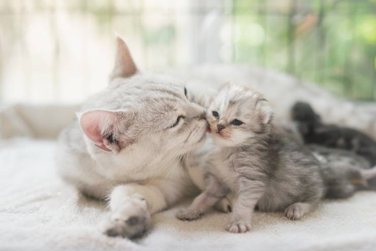 A che età prendere un gattino? Tutti i consigli per portarlo a casa