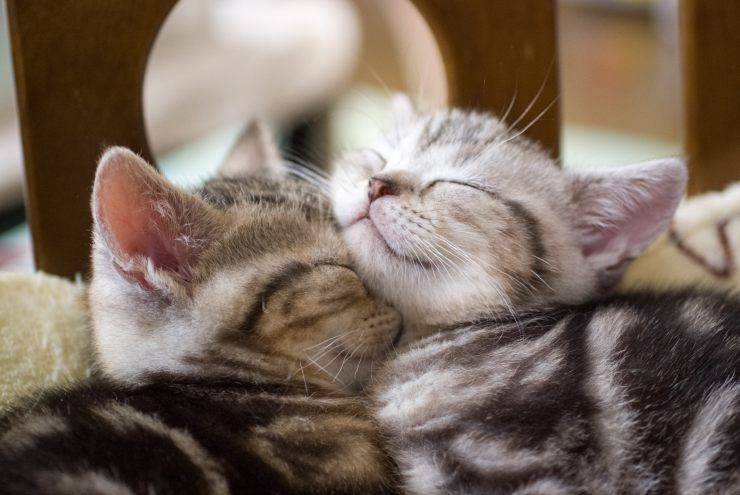 Presentare un gattino ai gatti adulti