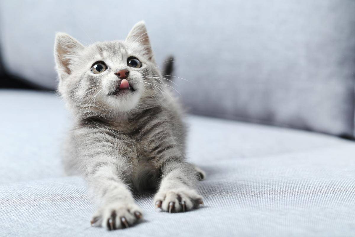 gattino adobestock