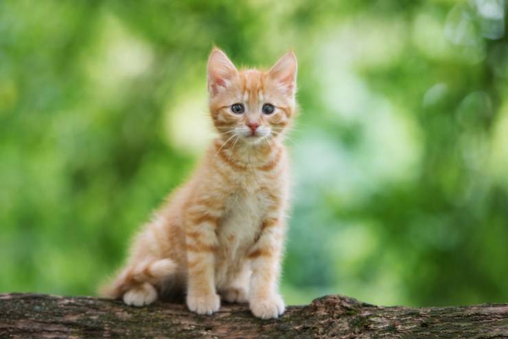 Quando portare fuori il gattino per la prima volta: l'età corretta per il gatto