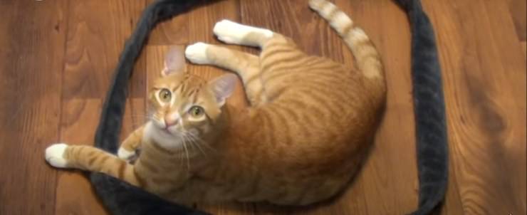 gatto siedono cerchio quadrato
