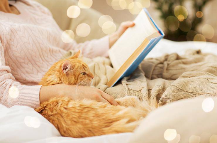 i gatti sono ottimi animali domestici