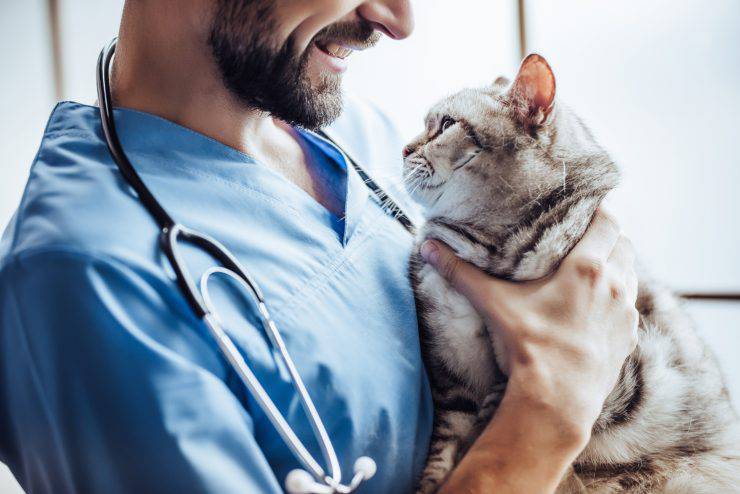 gatto veterinario peperoncino