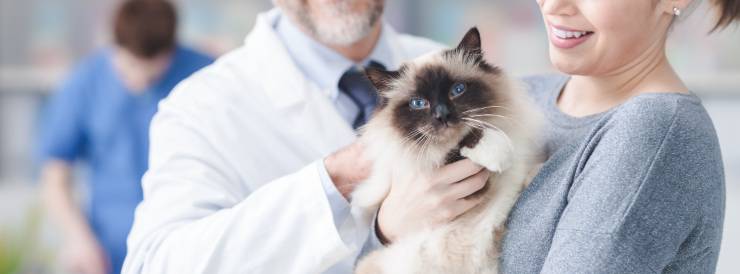 malattie dei polmoni nel gatto