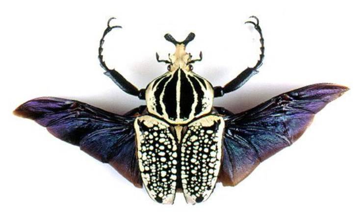 scarabeo goliathus orientalis