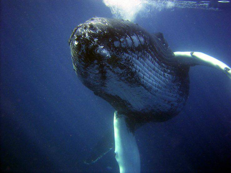 La balena spruzza acqua