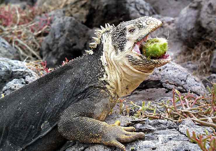 Iguana terrestre delle galapagos