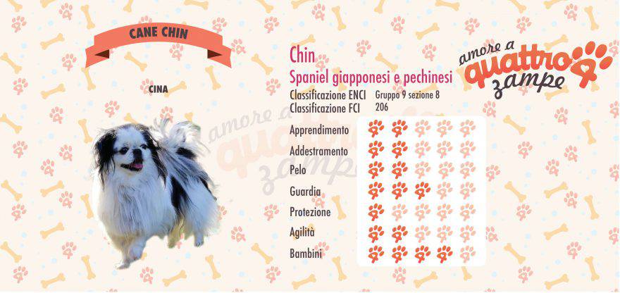CHIN scheda razza