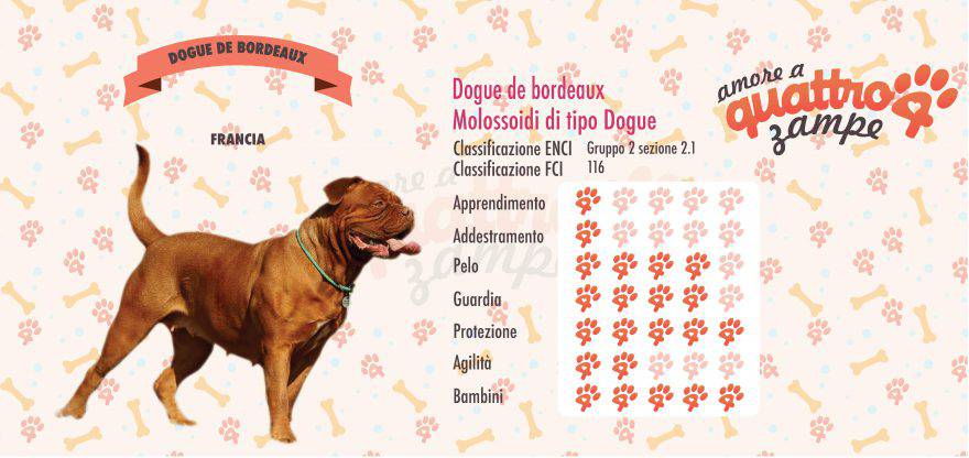 Douge de Bordaux scheda razza