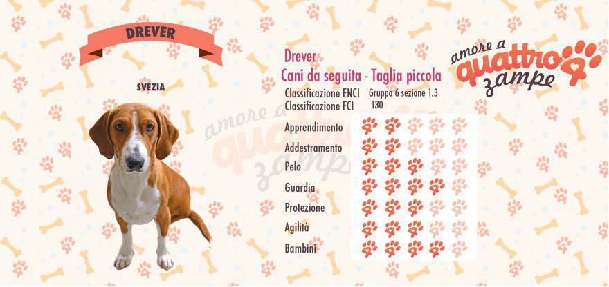 Drever scheda razza