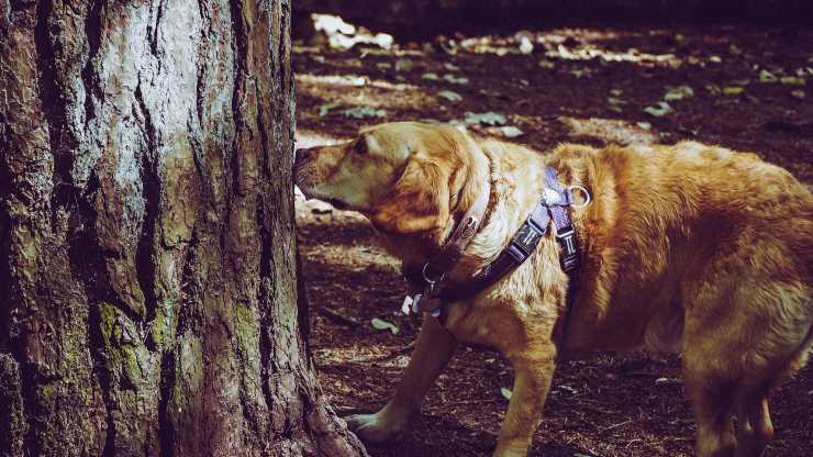 Come gli odori di casa influiscono sul cane