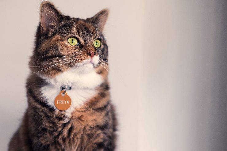 Solitudine del gatto