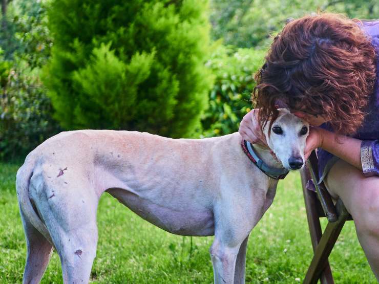 Prendere un cucciolo in affido