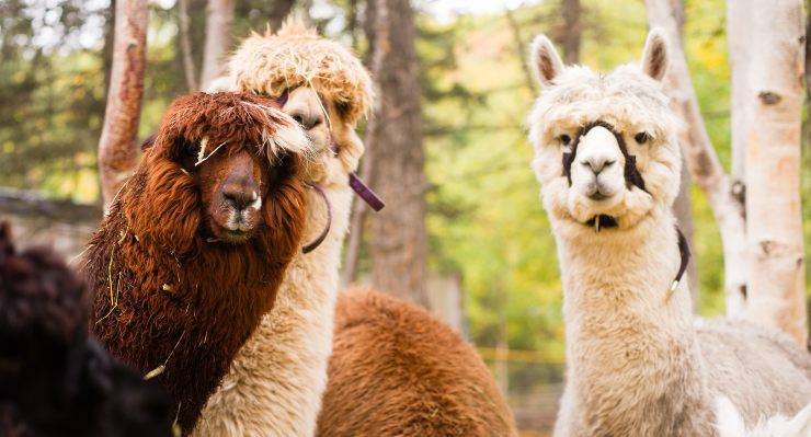 gruppo di lama