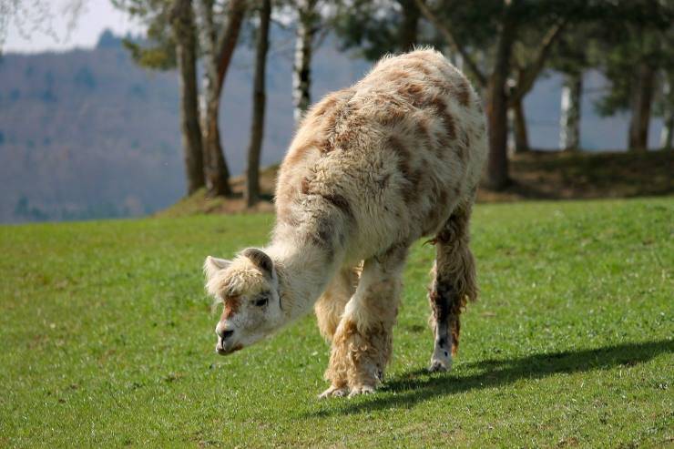 lama al pascolo