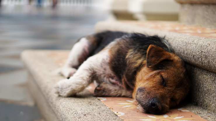 cane abbandonato giochi