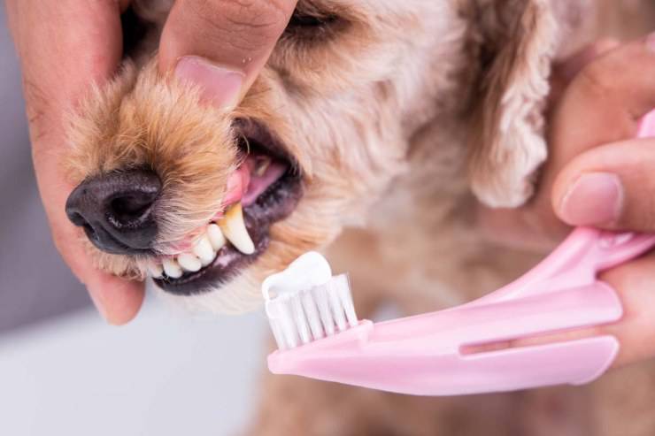 lavare denti cane