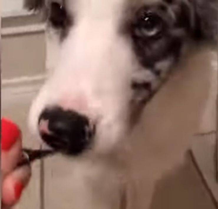 cucciolo
