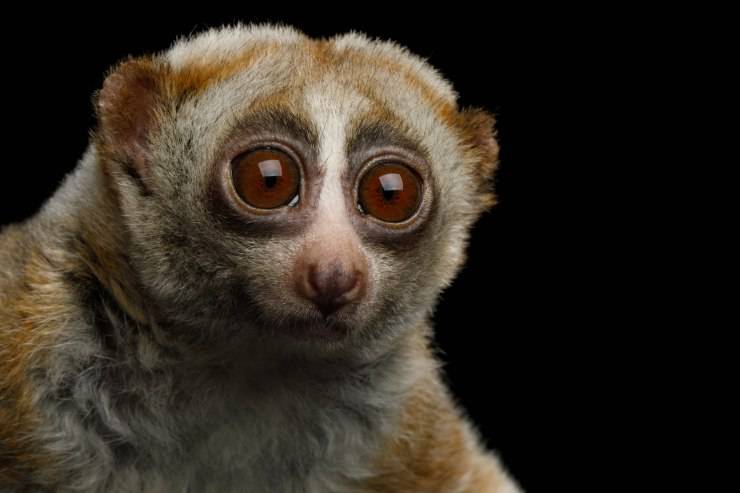 Loris Lento come animale domestico