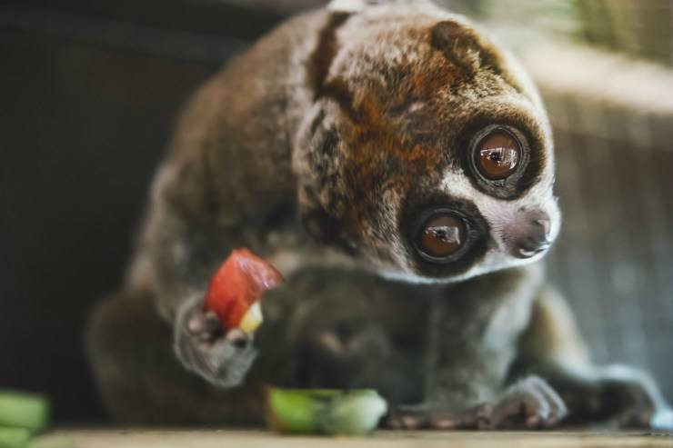 Loris Lento come animale domestico