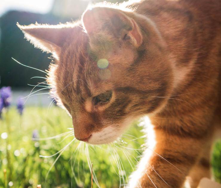 Gatto annusa tutto