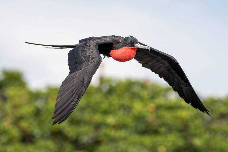 fregata magnifica galapagos