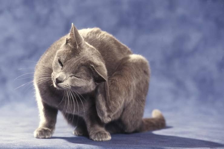 malattie pulci gatto