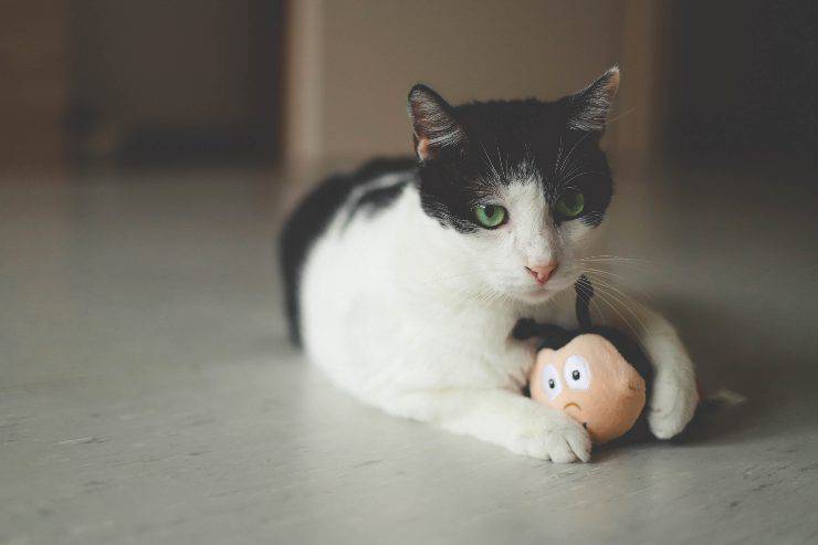 Giochi da fare con il gatto