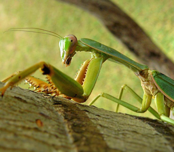 mantide religiosa