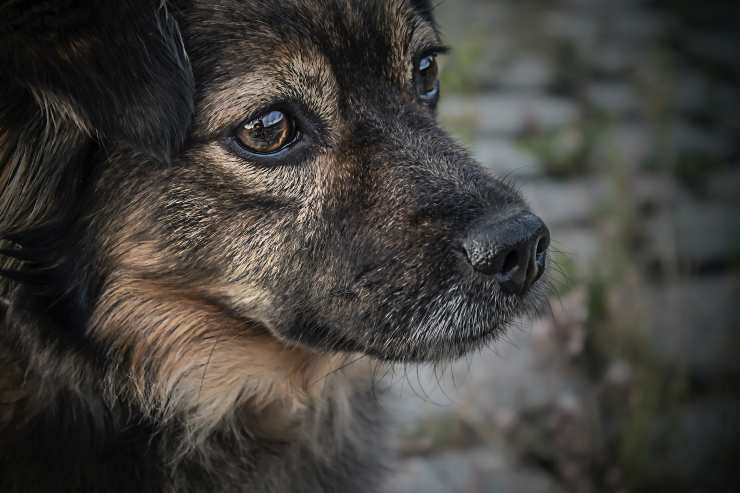 cane gettato dirupo