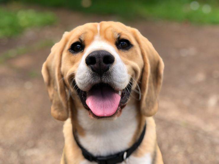 come funziona mente cane