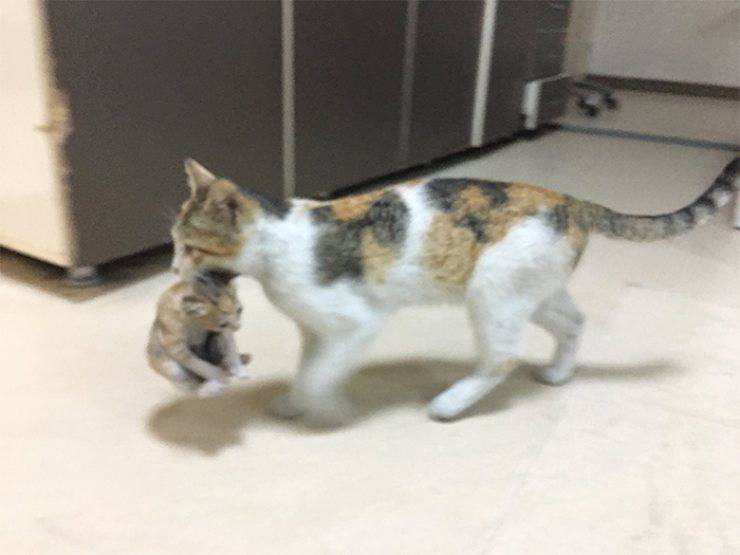 mamma gatto porta ospedale