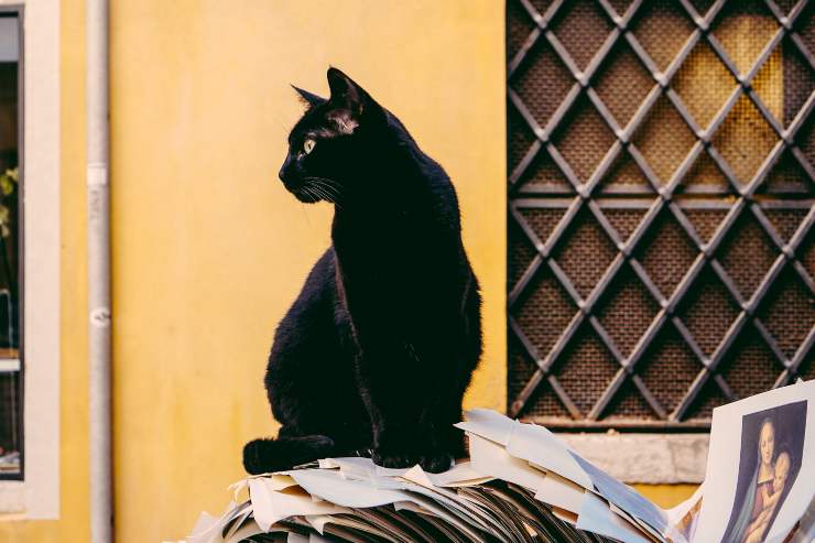 Gatti che amano le coccole