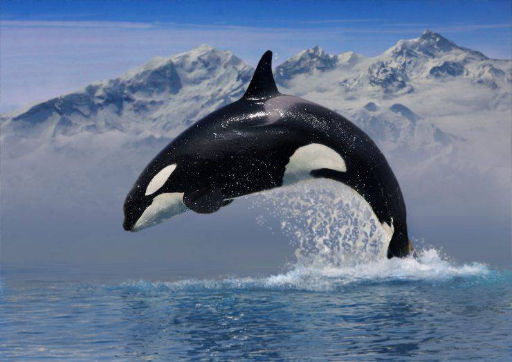 orca