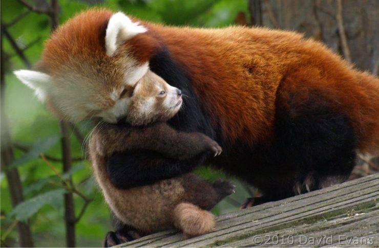 panda rosso flickr