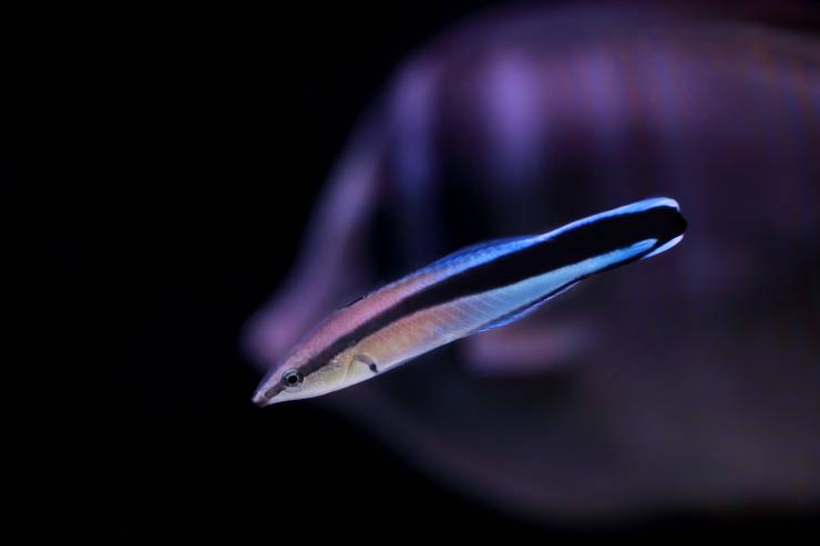 pesce