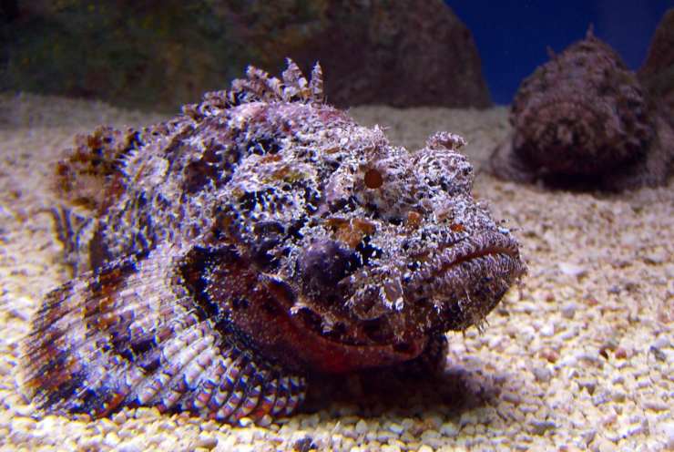 pesce pietra pesci più pericolosi