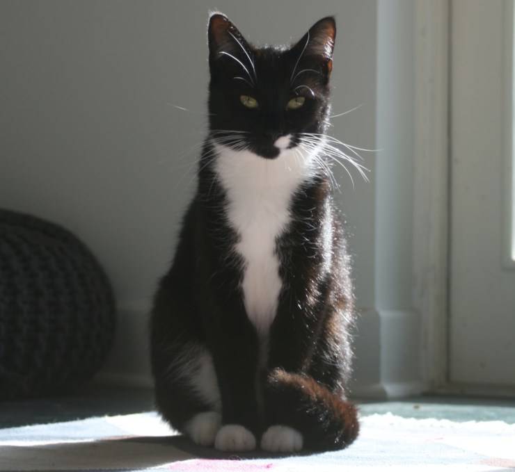 gatto bicolore tuxedo