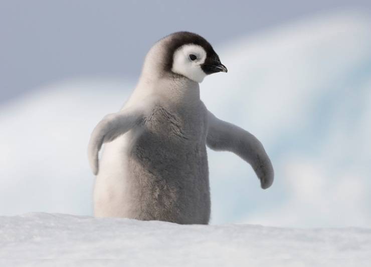 pinguino flickr